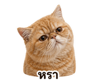 863248913