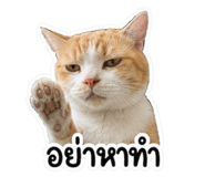 863251558