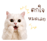 863253393
