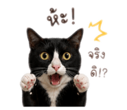 863253396