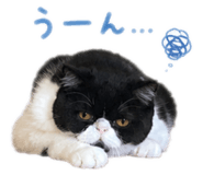 863334538