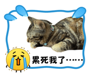 863366666