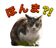 863397206