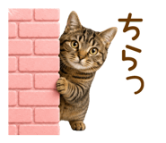 863459853