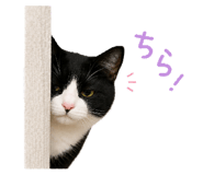 863494012