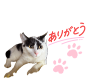 863494269