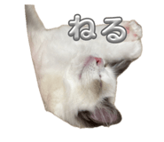 863499772