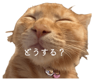 863503703