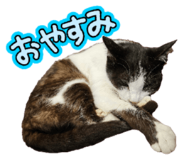 863507031