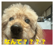 863507281