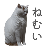 863509138
