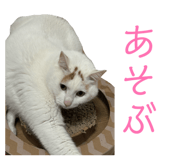 863509144