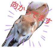 863510545