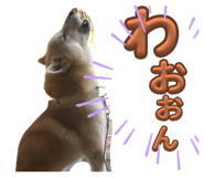863510567