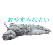 863511523
