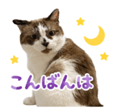 863511627