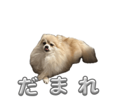 863513161