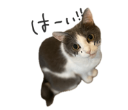 863516184