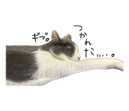 863516185