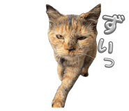 863526906