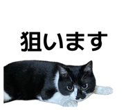 863588772