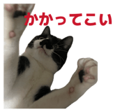 863588776