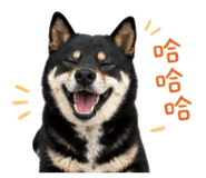 863626564