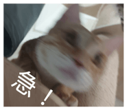 863635009