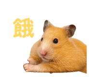 863637994