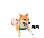863651292