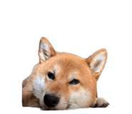 863651296