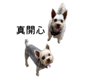 863651307
