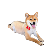 863651308