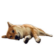 863651311