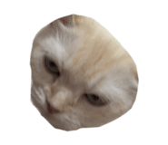 863662306