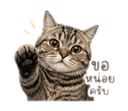 863675006