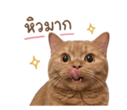863693318