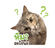 863706810