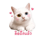 863727275