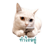 863727288