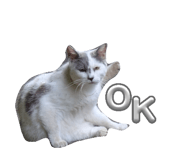 864087081