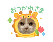 864087706