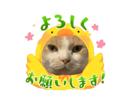 864087707