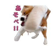 864201523