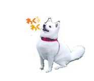 864202528