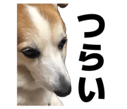864547584