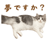 864555888