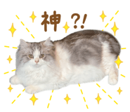 864555890