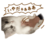 864555901