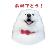 864587553